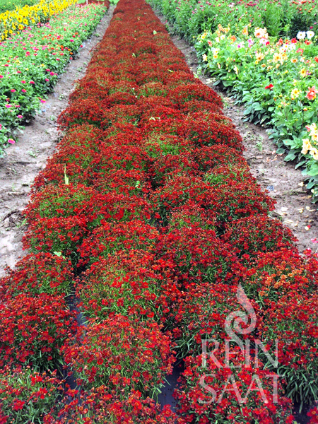 Coreopsis tinctoria, Koreopsis červený BIO 0,1 g